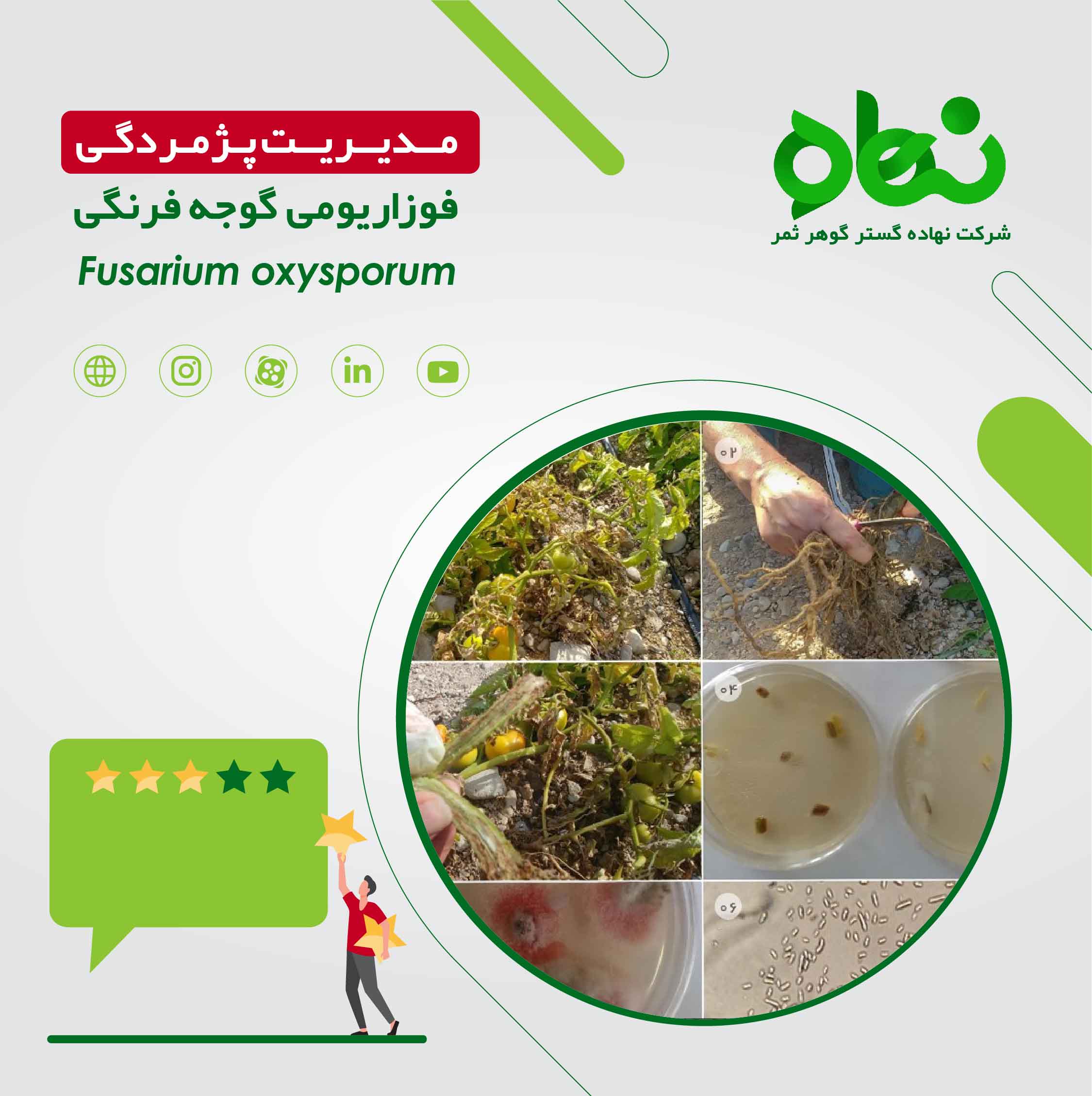 مدیریت پژمردگی فوزاریومی گوجه فرنگی